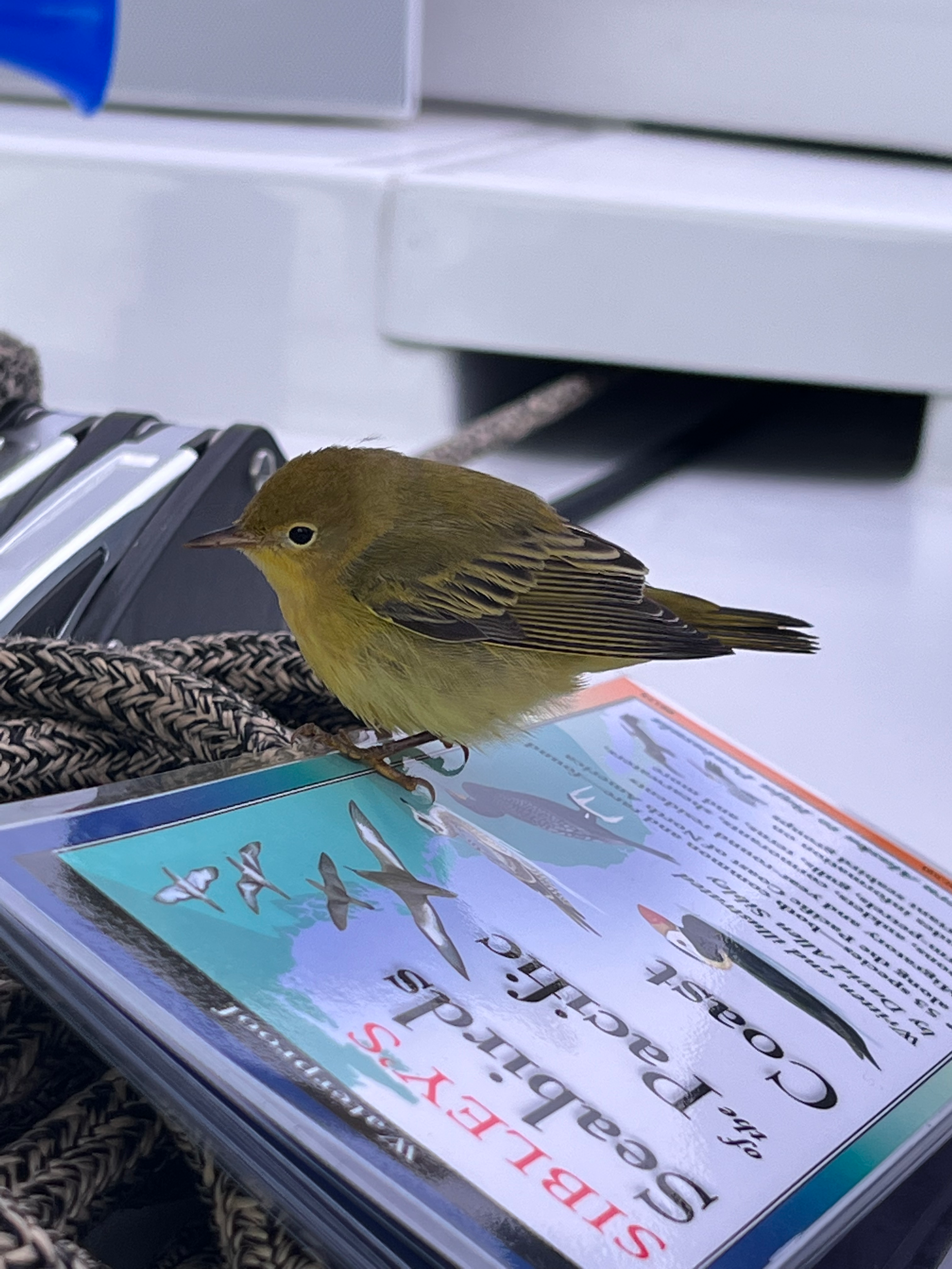 Song bird sitting on a bird guide