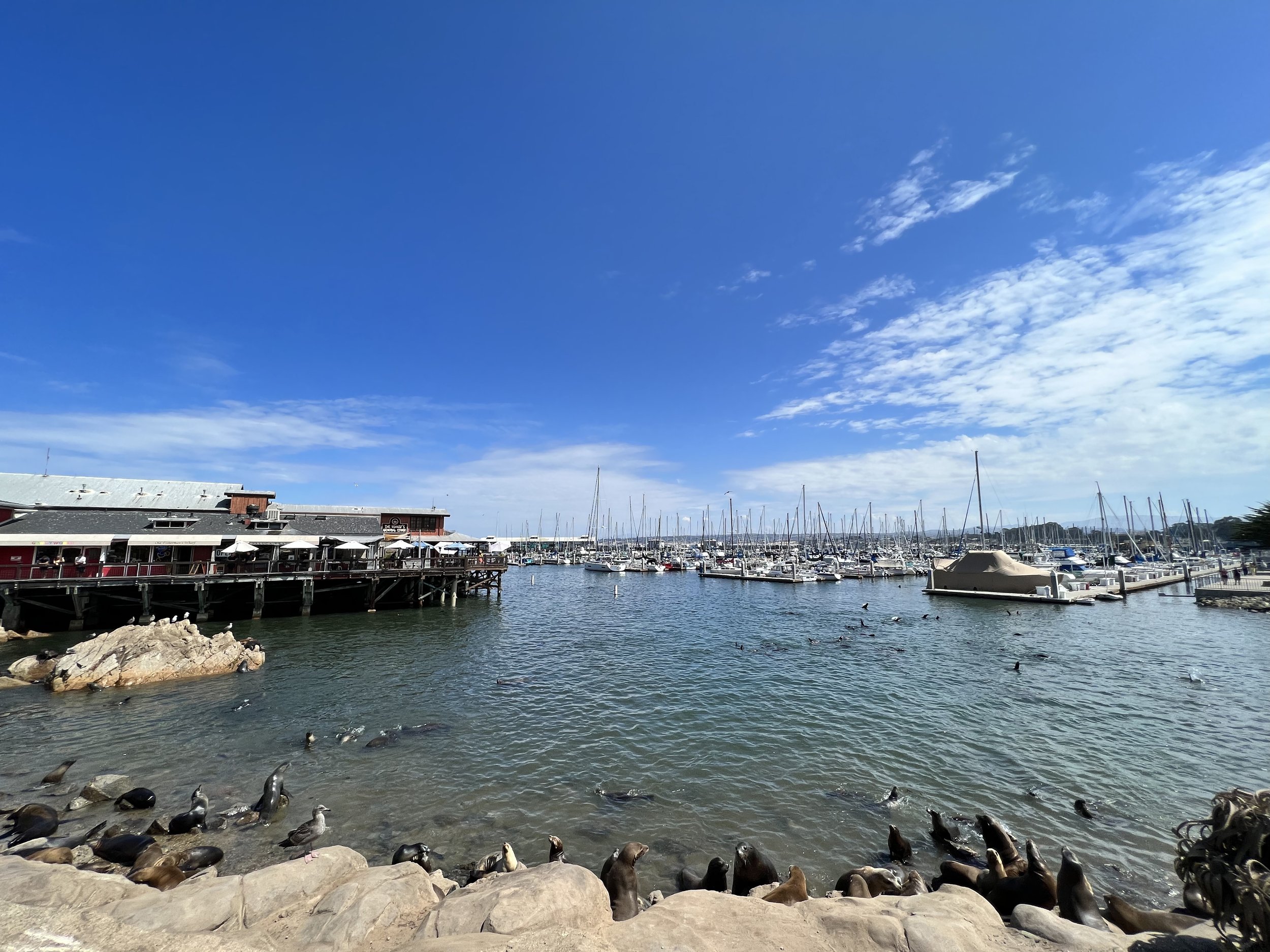 Sea lions on the shore just south of the Monterey Municipal Marina