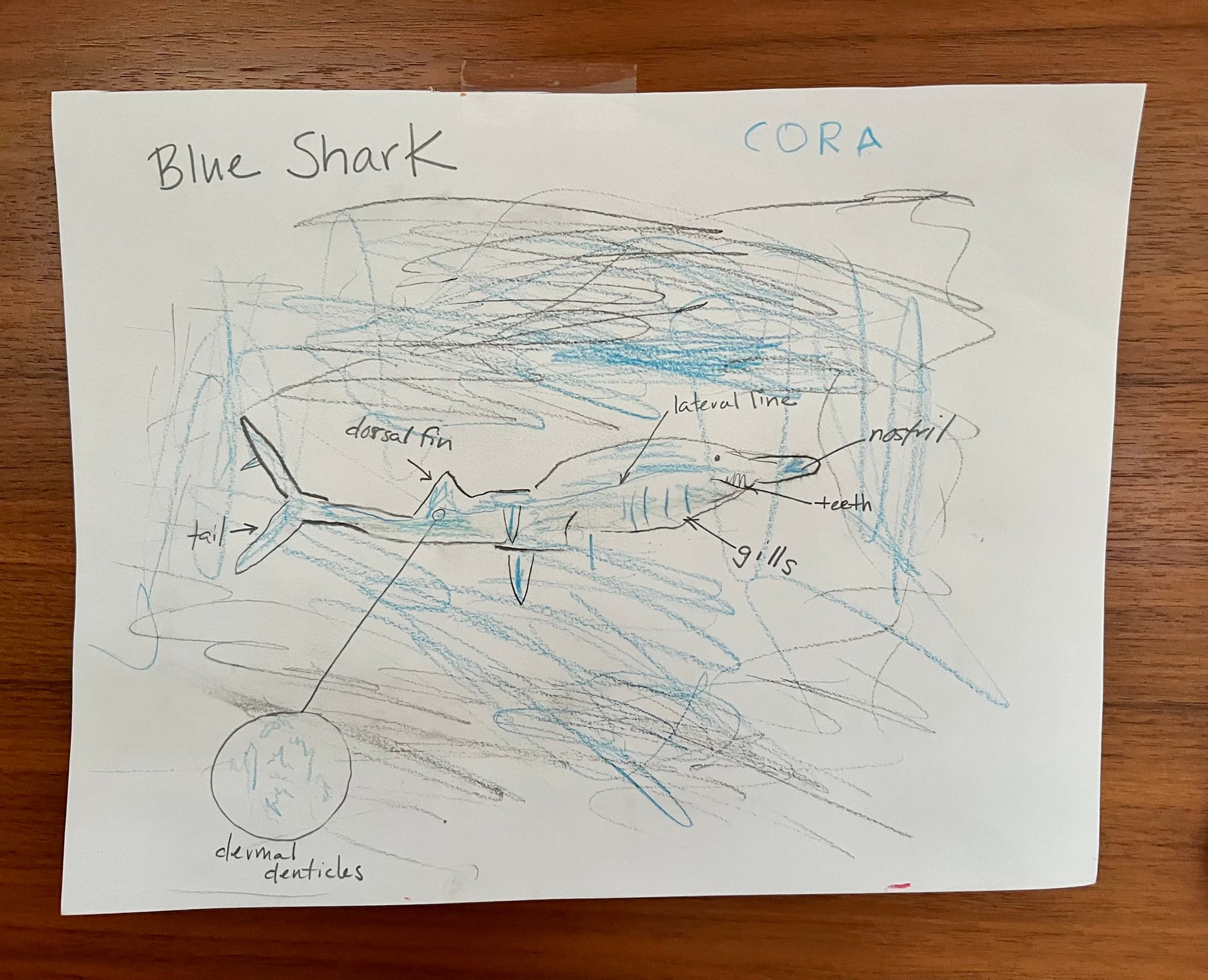 Cora’s Shark Drawing